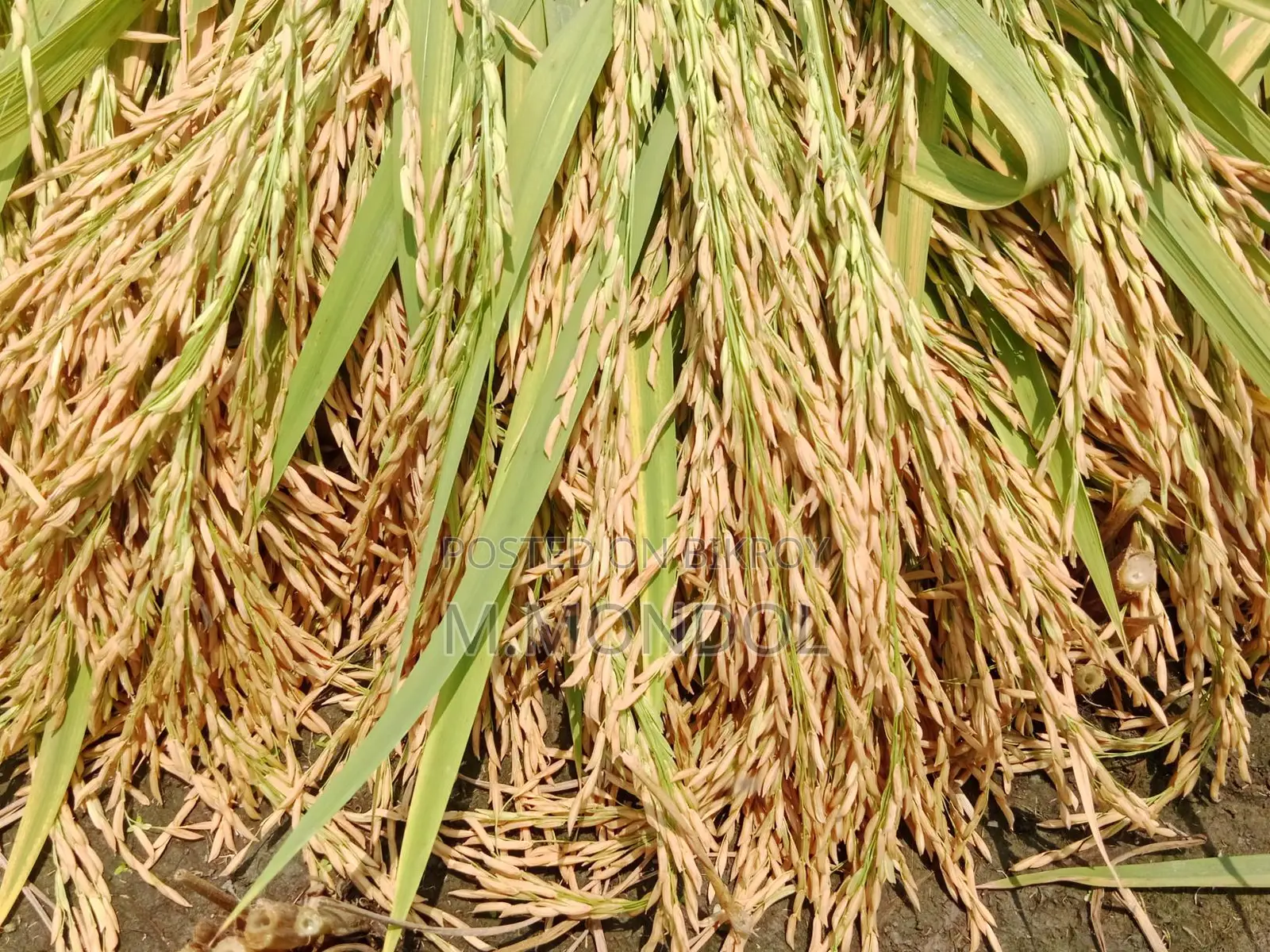 বাঁশমতী ধান