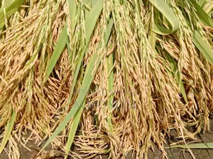 বাঁশমতী ধান