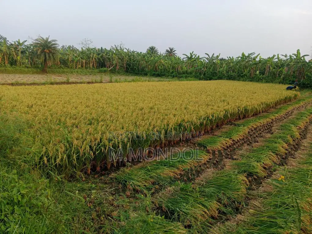 বাঁশমতী ধান