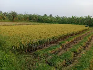 বাঁশমতী ধান