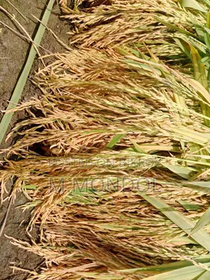 বাঁশমতী ধান