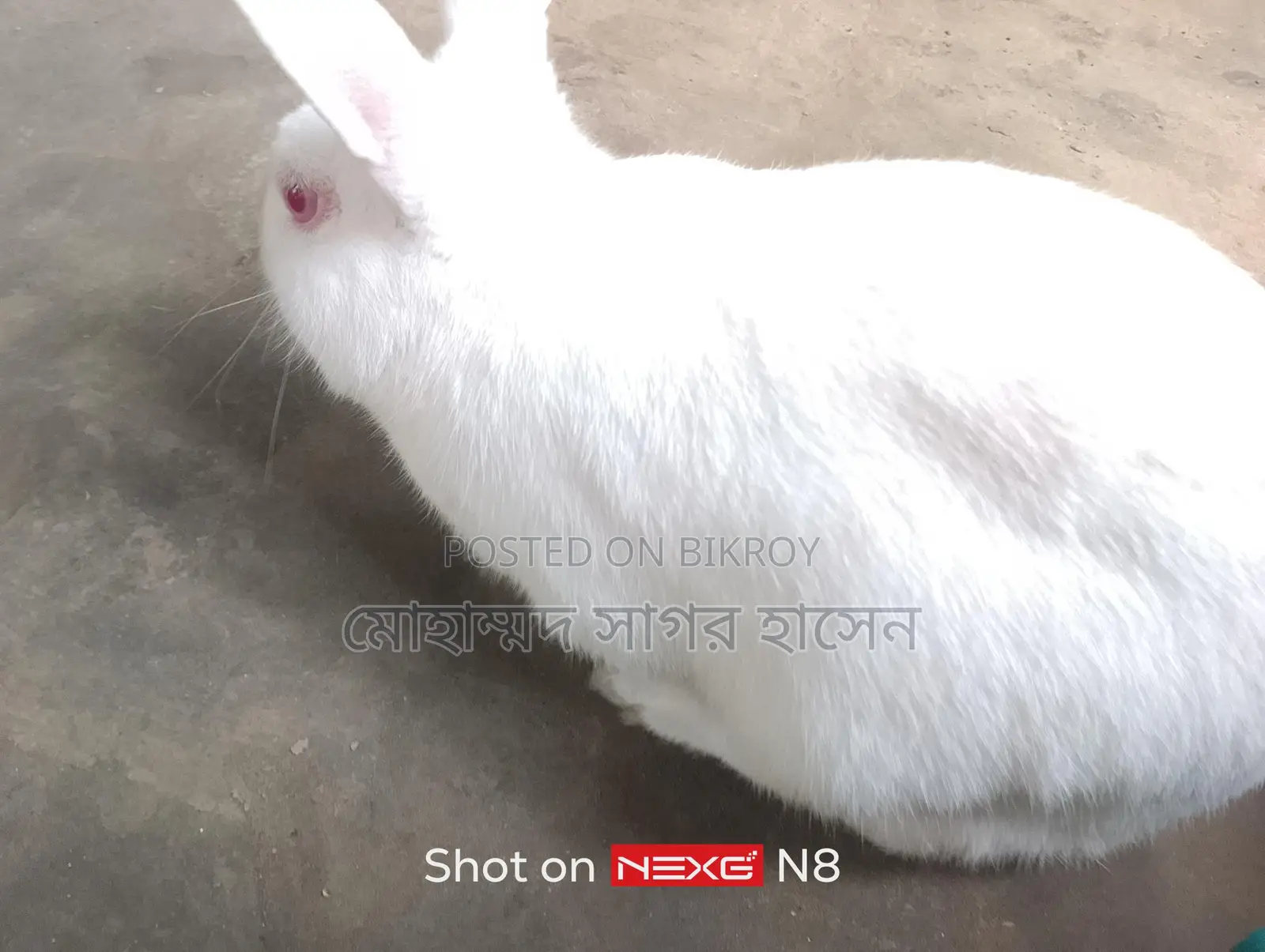 Rabbits for Sale