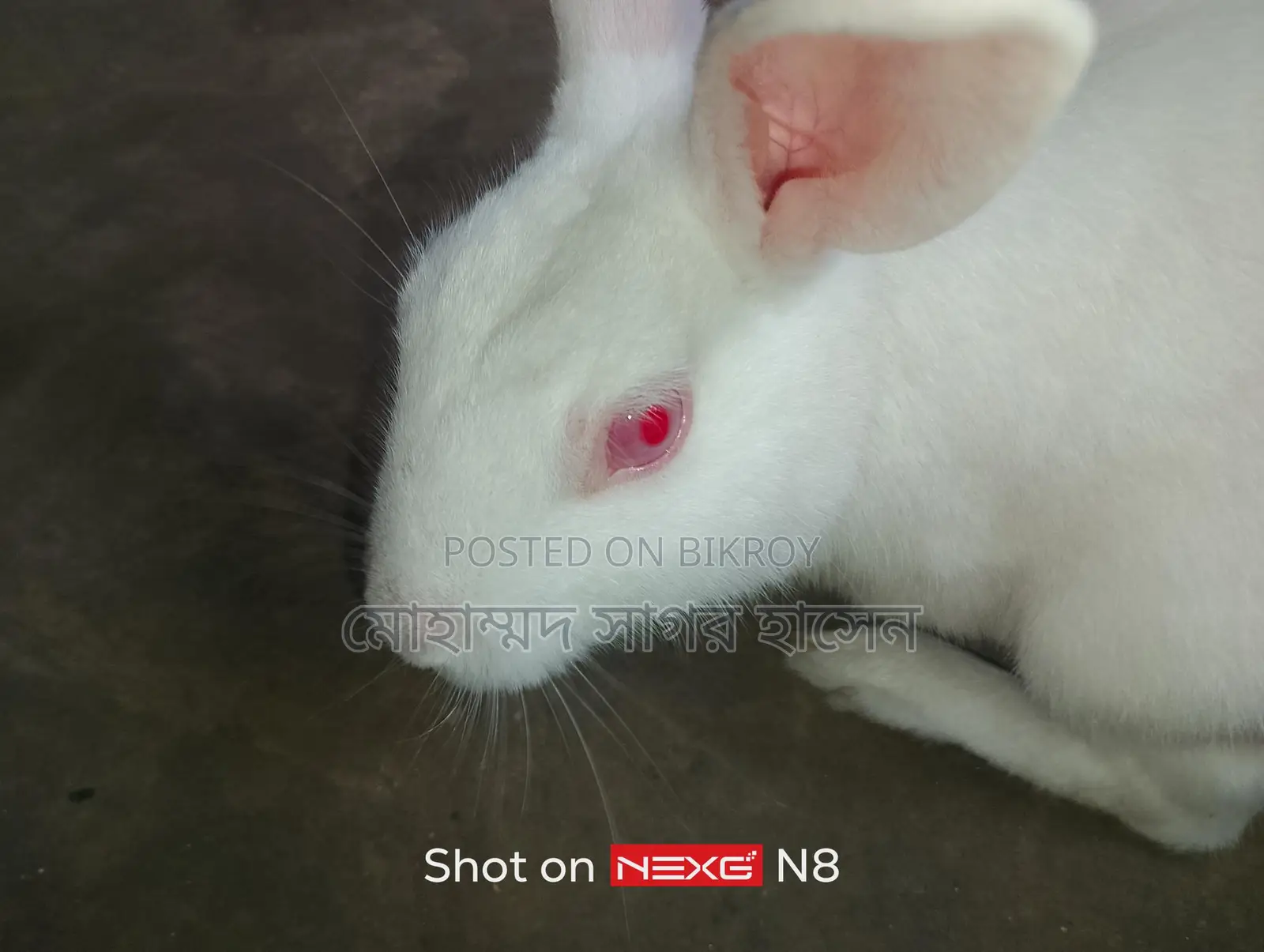 Rabbits for Sale