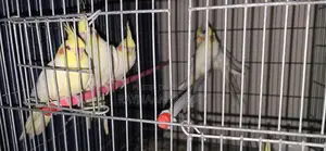 ককাটেল পাখি