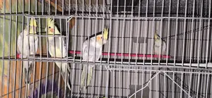 ককাটেল পাখি