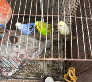 Adult Budgie