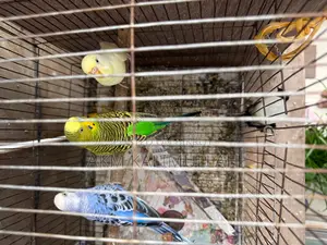Adult Budgie