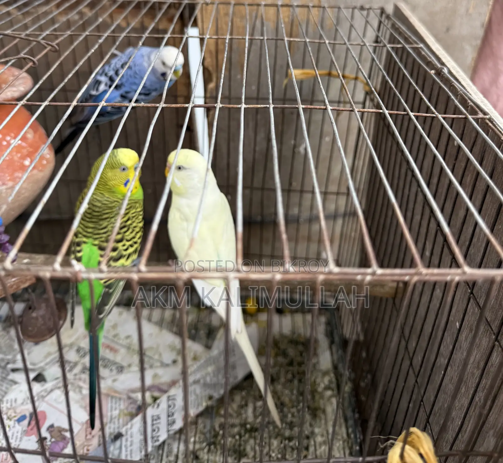 Adult Budgie