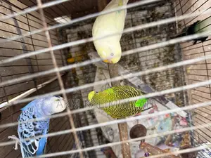 Adult Budgie