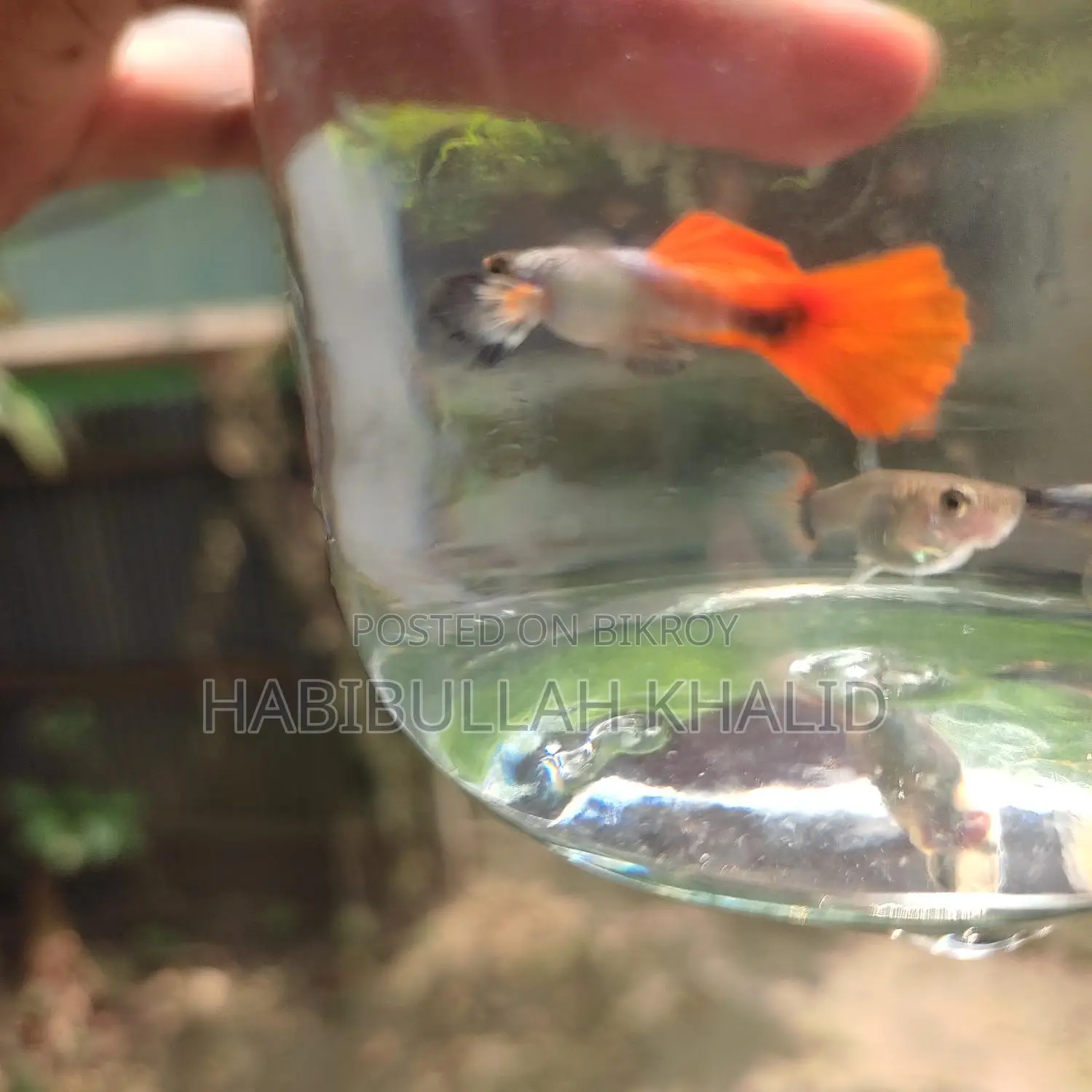 Rtp Fish