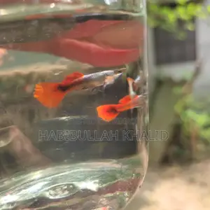 Rtp Fish