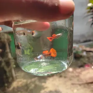 Rtp Fish
