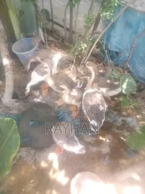 রাজা হাঁসের বাচ্চা