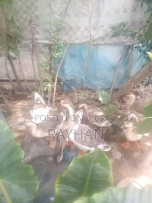 King Duckling
