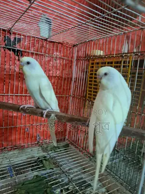 Budgerigar Bird