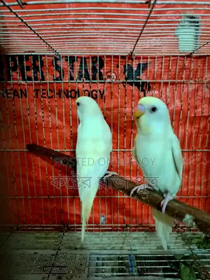Budgerigar Bird