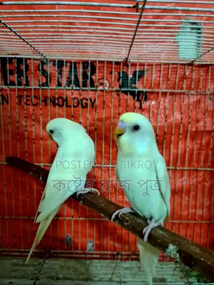 Budgerigar Bird