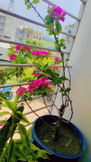 বাগান বিলাস ফুলগাছ
