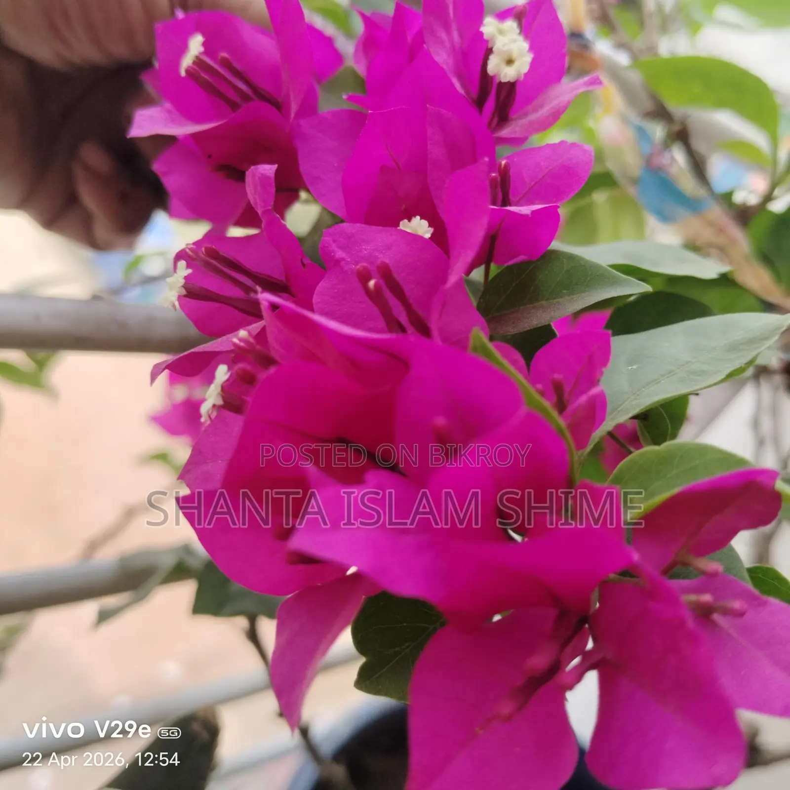 Bougainvillea Flower Plant