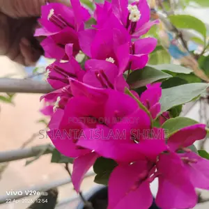 Bougainvillea Flower Plant