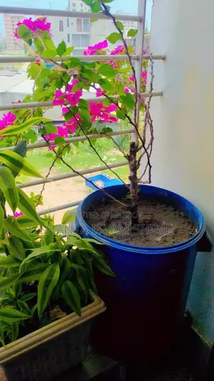 Bougainvillea Flower Plant