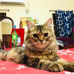 Persian Cat