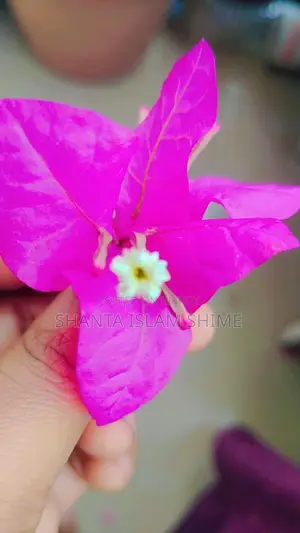 Bougainvillea Flower Plant