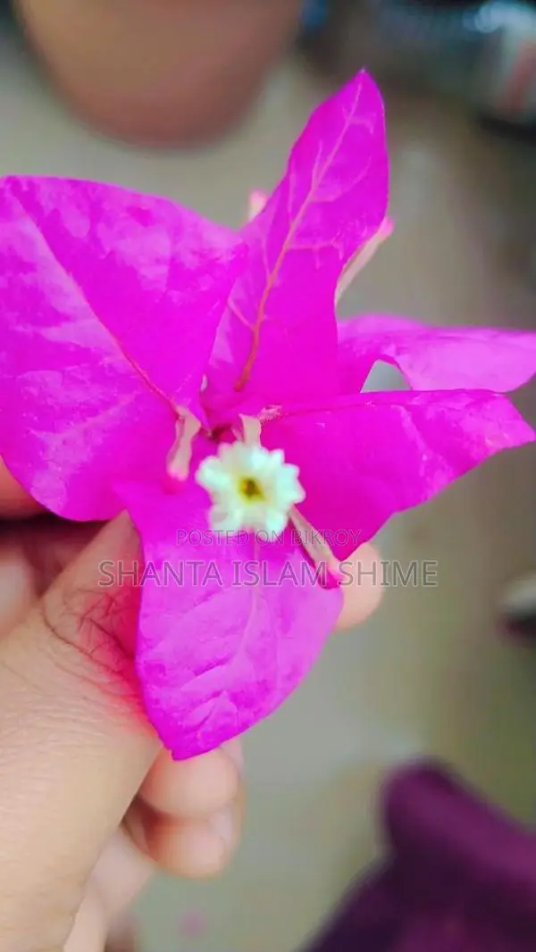 Bougainvillea Flower Plant