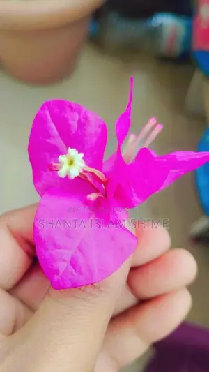 Bougainvillea Flower Plant