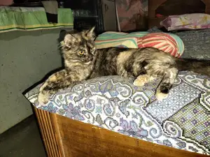 একটি মিক্সড মেল পার্সিয়ান বিড়াল বিক্রি হবে
