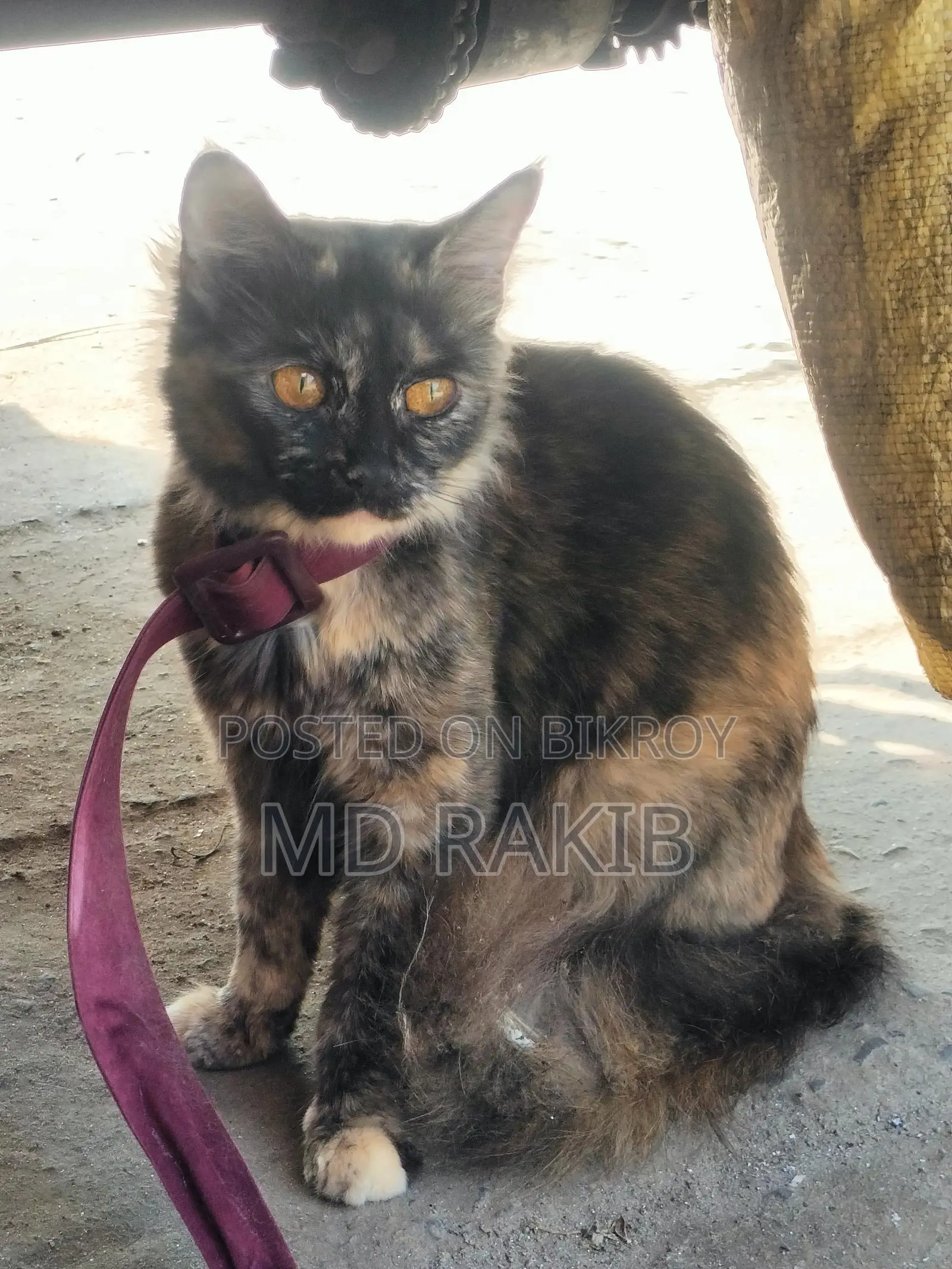Mixed Male Persian Cat for Sale