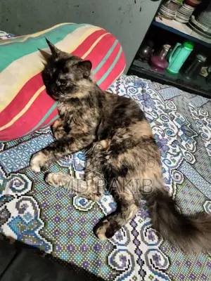 Mixed Male Persian Cat for Sale
