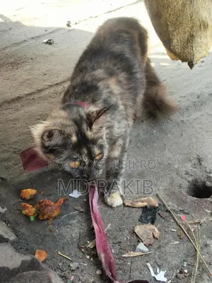 Mixed Male Persian Cat for Sale