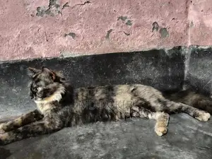 Mixed Male Persian Cat for Sale
