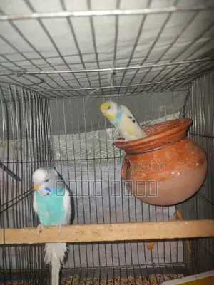 Inbox us to get beautiful and attractive Budgerigars.
