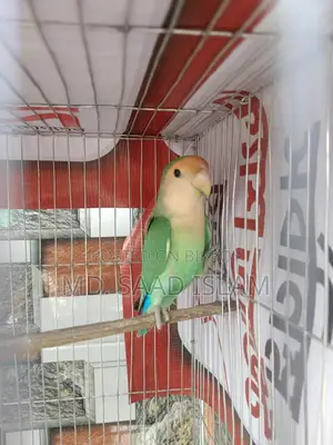 Lovebird Male Rosey faced