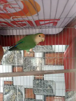 Lovebird Male Rosey faced