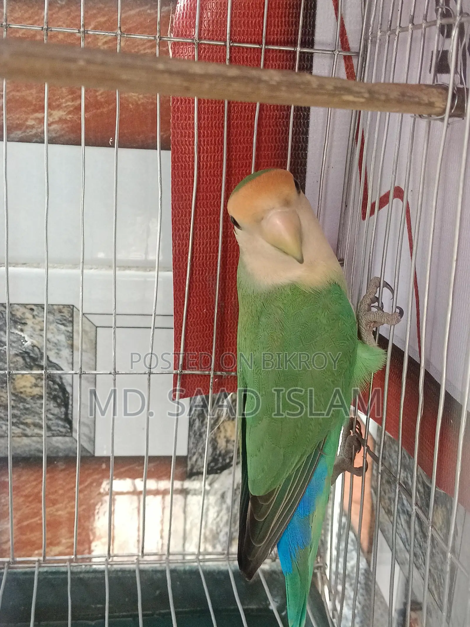 Lovebird Male Rosey faced