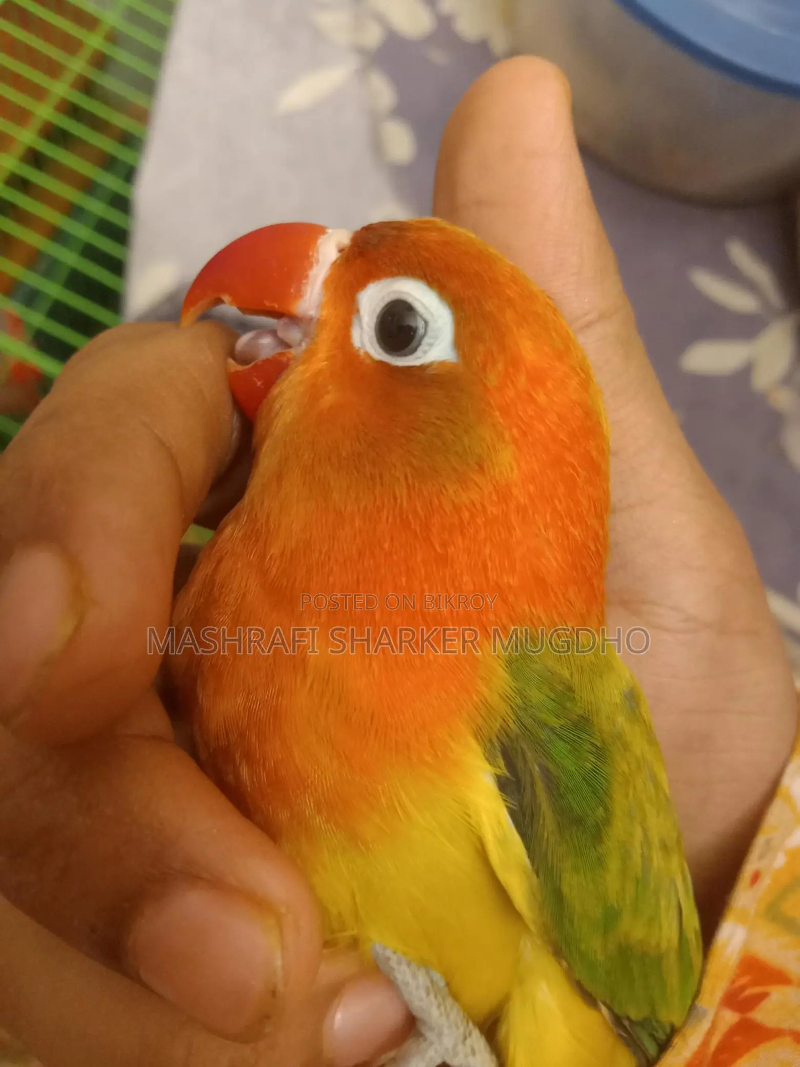 Love Birds For Sale