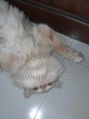 বিড়াল বিক্রি হবে