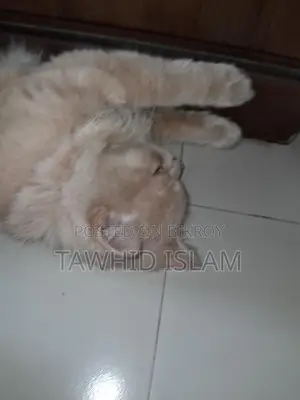 বিড়াল বিক্রি হবে