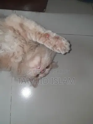 বিড়াল বিক্রি হবে