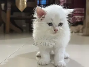 ১-৩ মাস বয়সী ফিমেল পিওরব্রেড পার্সিয়ান