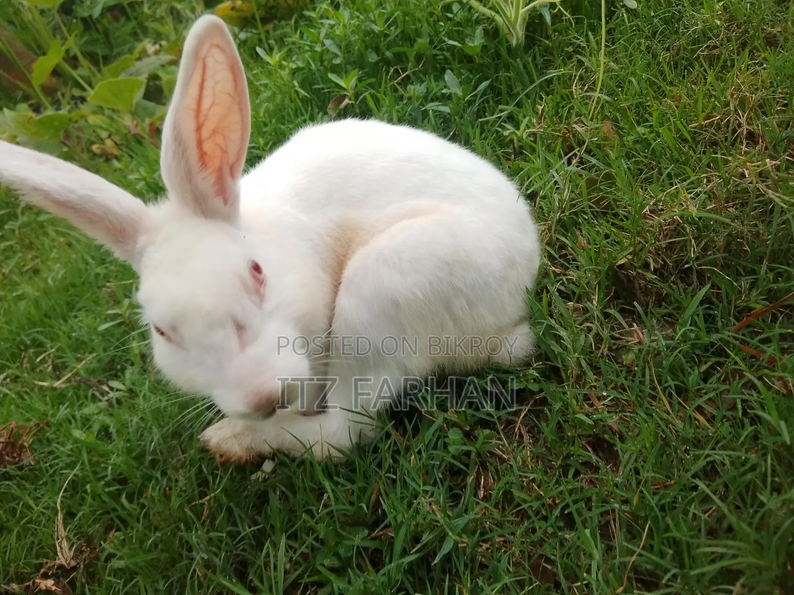 Rabbit for Sale