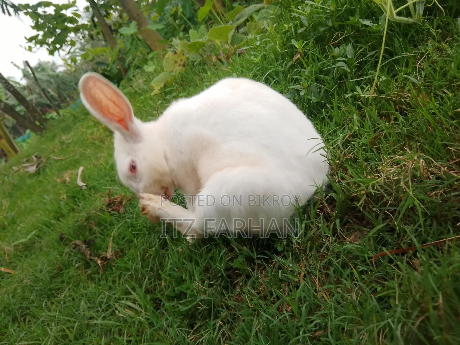 Rabbit for Sale