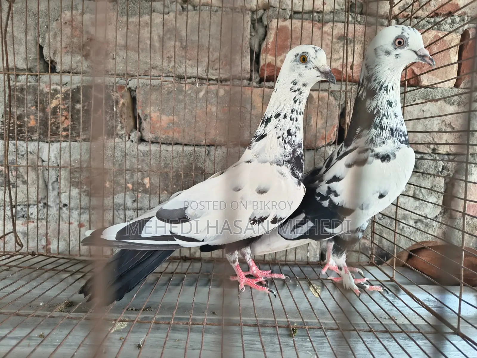 Pigeons for Sale