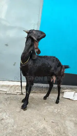 Beetal Cross Goat