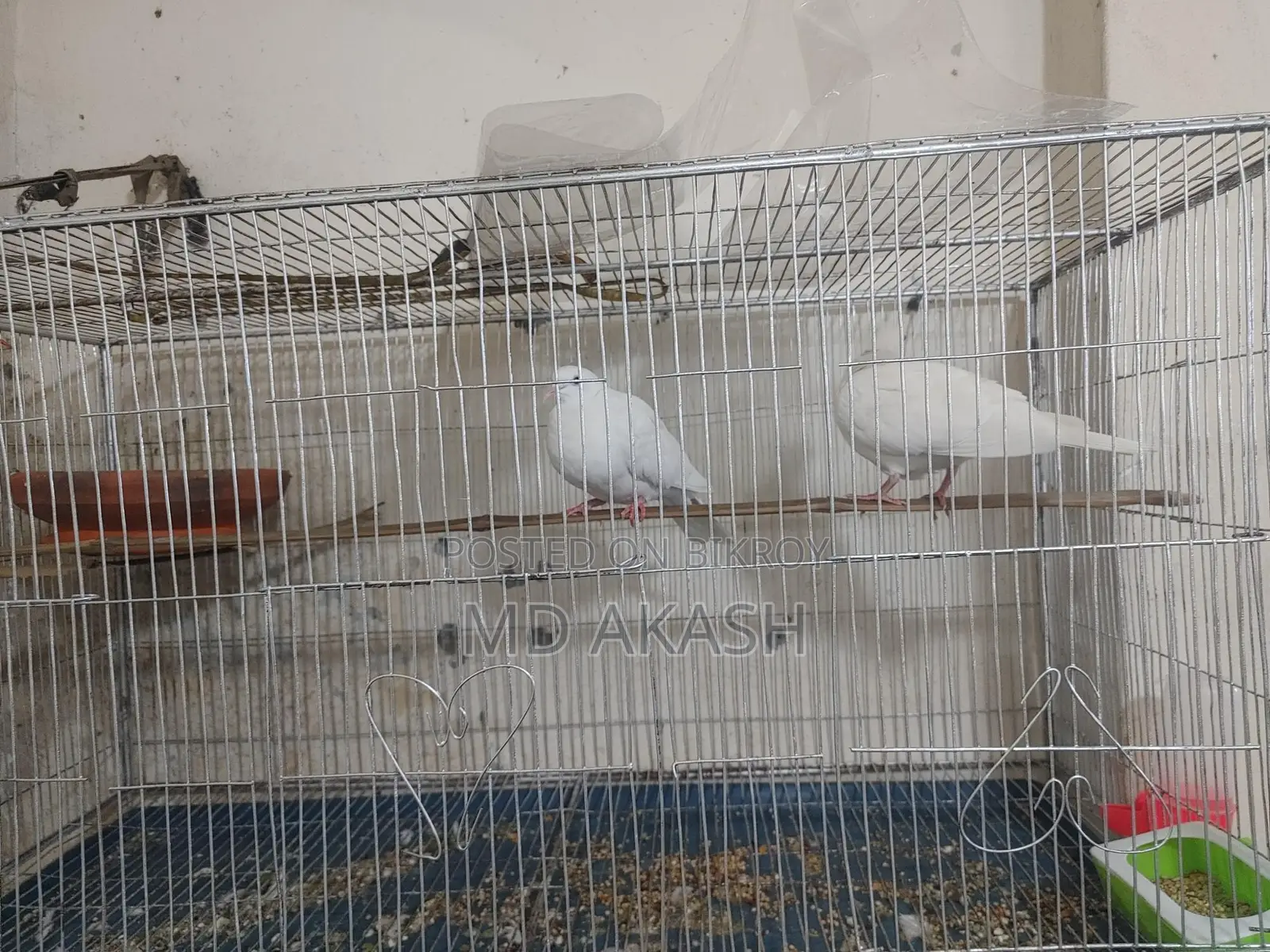 Lutino Dove Bird
