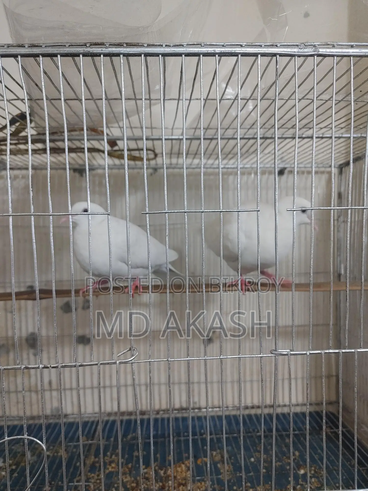 Lutino Dove Bird