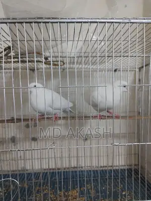 Lutino Dove Bird